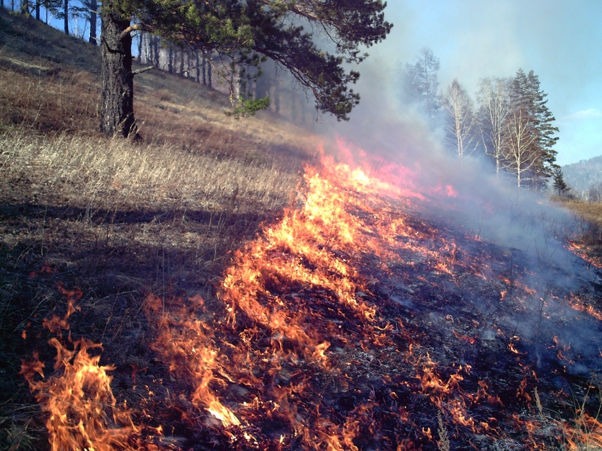 В июне текущего года более 186 миллионов рублей направлено на осуществление мер пожарной безопасности и тушения лесных пожаров